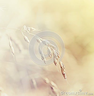 Grass. Fresh green spring grass. Soft Focus. Abstract Nature Background Stock Photo