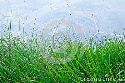 Grass in front of Eden Project Editorial Stock Photo