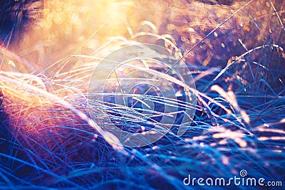 Grass frost sunset Stock Photo