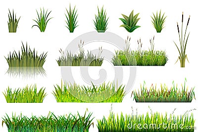 Grass grassland or grassplot and green grassy field illustration gardening set floral plants in garden isolated on white Cartoon Illustration