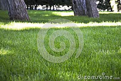 Grass Stock Photo