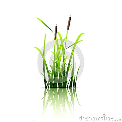 Grass green reed Vector Illustration