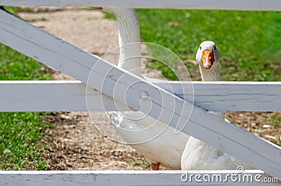 Is the grass greener. Emden goose looks through wooden gate Stock Photo