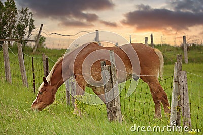 The Grass is Always Greener on the Other Side of Fence. Horse reaches over wire fence to get grass Stock Photo