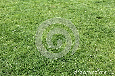 Grass greenish yellow Stock Photo