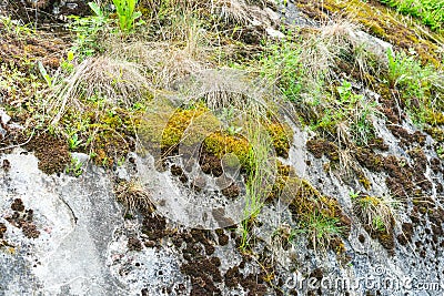 Grass growing on stones. Stock Photo