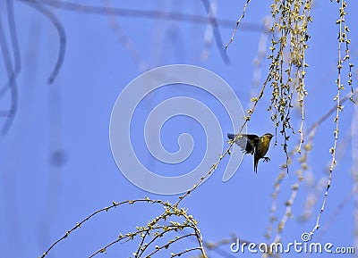 The grass grows and the warbler flies Stock Photo