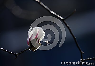 The grass grows and the warbler flies Stock Photo