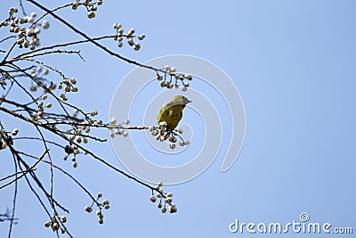 The grass grows and the warbler flies Stock Photo