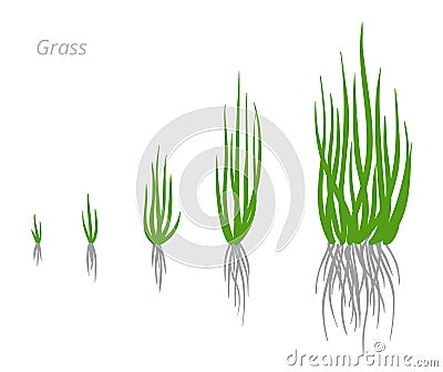 Grass growth stages. Grasses for lawn. Ripening period. Vector infographic clipart. Hand drawn sketch. Vector Illustration