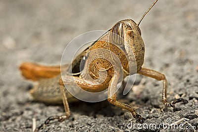 Grass hopper Stock Photo