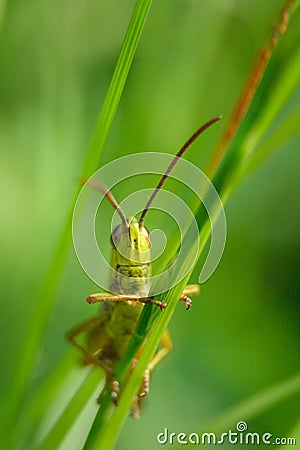 Grass hopper Stock Photo