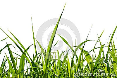 Grass isolated Stock Photo