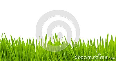 Grass isolated Stock Photo