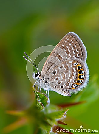 Grass jewel butterfly on blur background Stock Photo