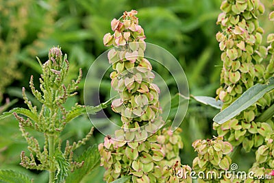 Grass kopriva butifuly mat Stock Photo