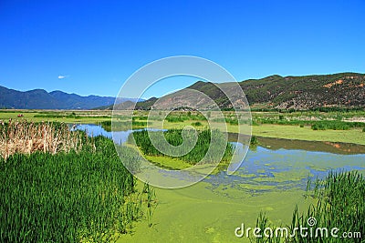 Grass lake in Lugu lake , China Stock Photo