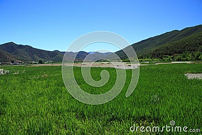 Grass lake in Lugu lake , China Stock Photo