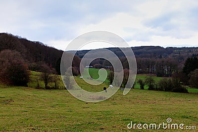 Grass land wood, Hoegne, Ardennes, Belgium Stock Photo