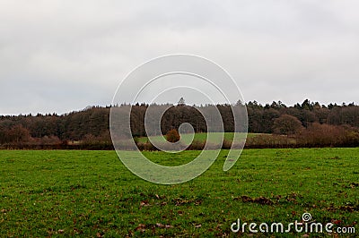 Grass land wood, Hoegne, Ardennes, Belgium Stock Photo