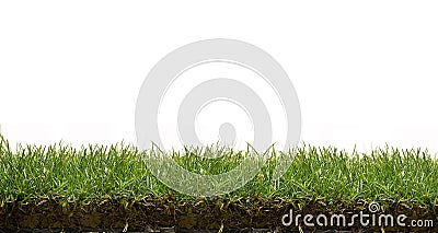 grass lawn Stock Photo