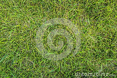 Grass lawn bird view, from above, green meadow Stock Photo