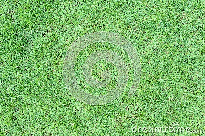 Grass lawn texture background Stock Photo
