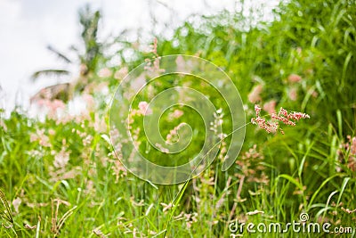 Grass look like a flower Stock Photo