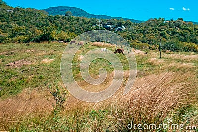 Grass mature mountain clear sky Stock Photo