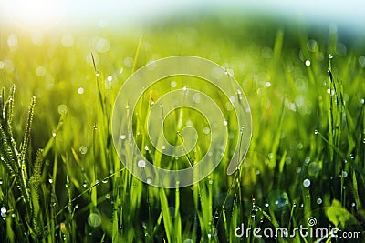 Grass with Morning Dew Drops Stock Photo