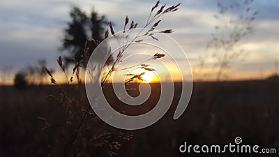 Grass on morning... Stock Photo