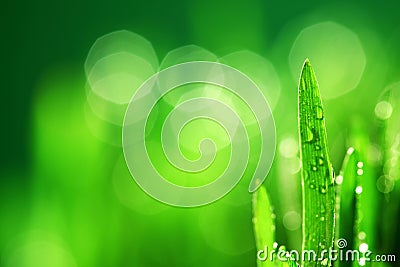 Grass nature background Stock Photo