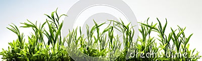 Grass and other plants in soil white isolated cutout element Stock Photo