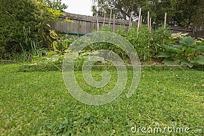 Overgrown lawn edge Stock Photo