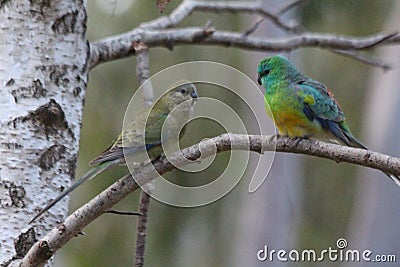 Grass Parrot Stock Photo