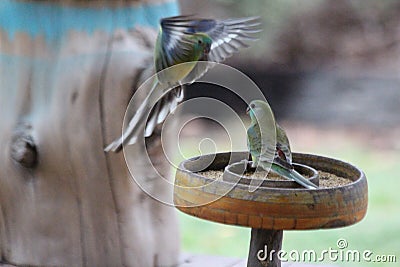 Grass Parrot Wings Outstretched Stock Photo