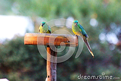 Grass Parrots Stock Photo