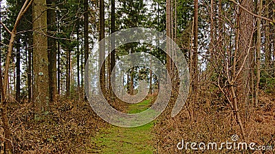 Grass path through a pine forest in the Wallonian countryside Stock Photo