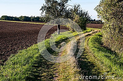Grass path and trees Stock Photo