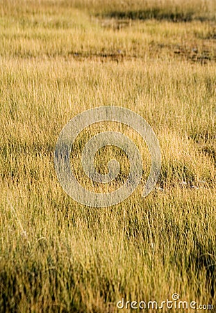 Grass Patterns Stock Photo