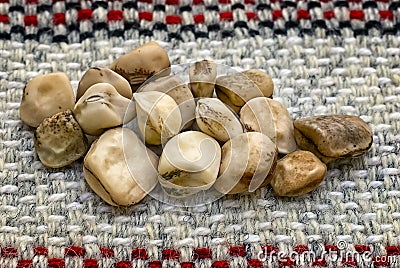 Grass pea (Lathyrus sativus), edible legume Stock Photo