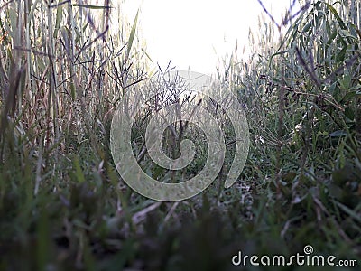 Grass Photography in indian village outside photo Stock Photo