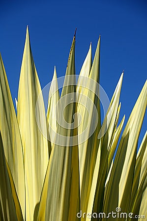 Grass plant texture Stock Photo