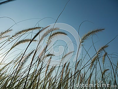 Grass Stock Photo