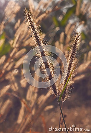 Grass plumes in the field with rim light Stock Photo