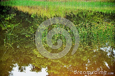 Grass pond Stock Photo