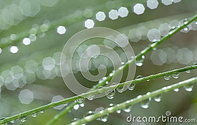 Grass with rain drops. Watering lawn. Rain. Blurred Grass Background With Water Drops closeup. Nature. Environment concept Stock Photo