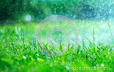 Grass with rain drops. Watering lawn. Rain. Blurred green grass background with water drops closeup. Nature. Environment Stock Photo