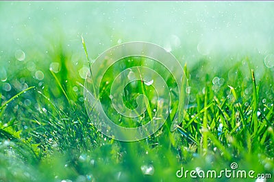 Grass with rain drops. Watering lawn. Rain. Blurred green grass background with water drops closeup. Nature. Environment Stock Photo