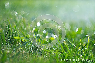 Grass with rain drops. Watering lawn. Rain. Blurred green grass background with water drops closeup. Nature. Environment Stock Photo